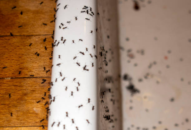 Best Residential Pest Control  in Brockway, PA