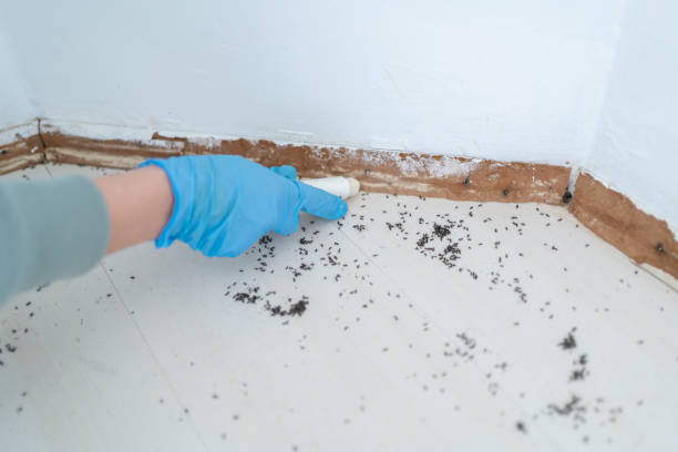 Best Emergency Pest Control  in Brockway, PA